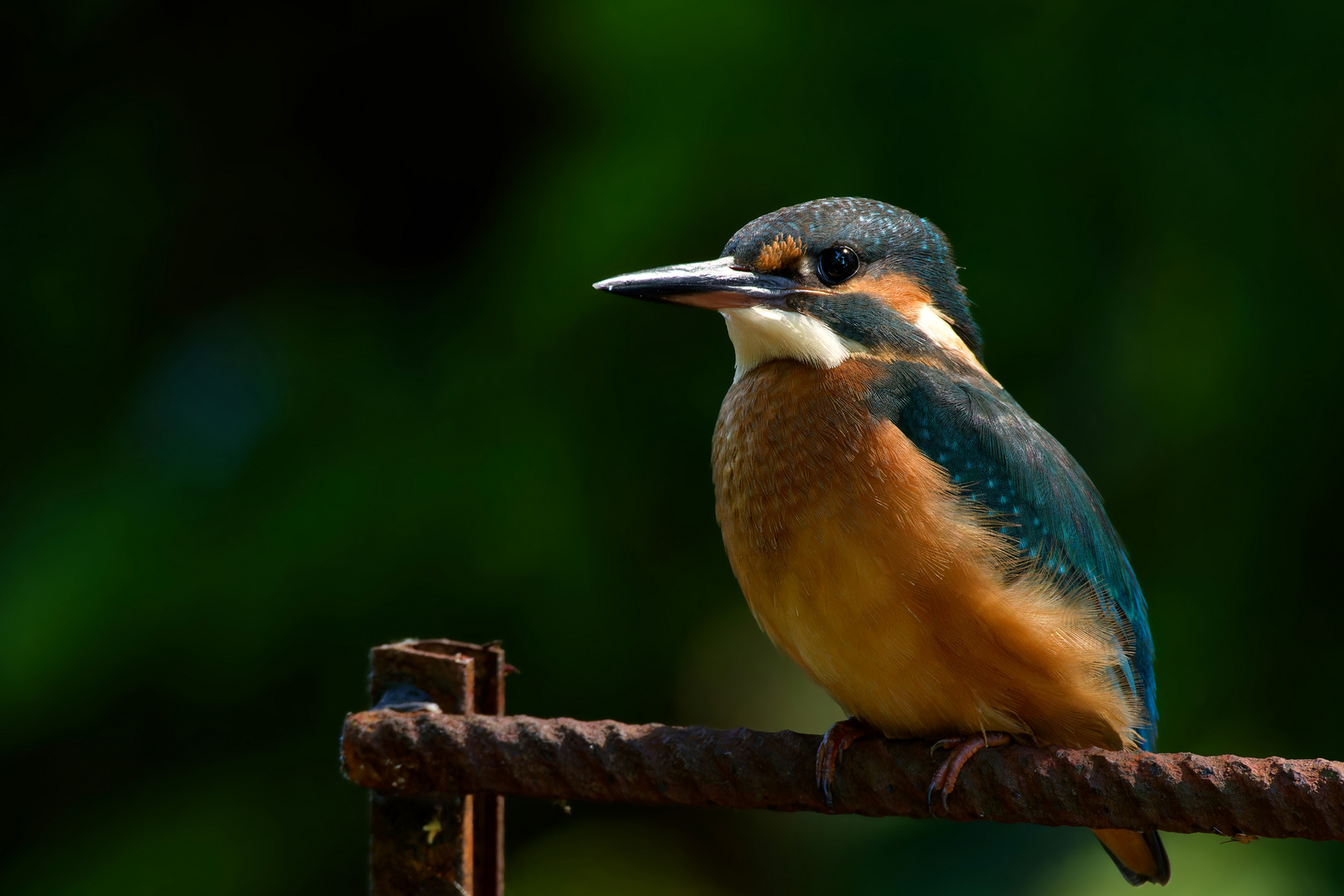 Junge Eisvogeldame (Alcedo atthis)