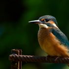 Junge Eisvogeldame (Alcedo atthis)