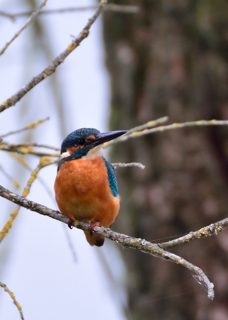 Junge Eisvogeldame