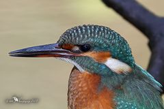 Junge Eisvogeldame im Portrait