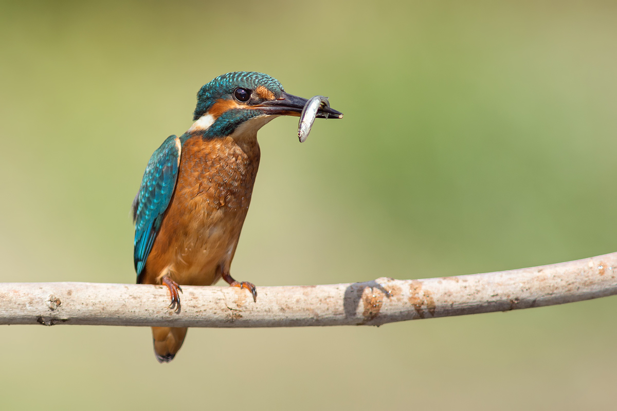 Junge Eisvogeldame mit Fang