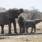 Junge Elefanten am Wasserloch