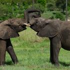 Junge Elefanten