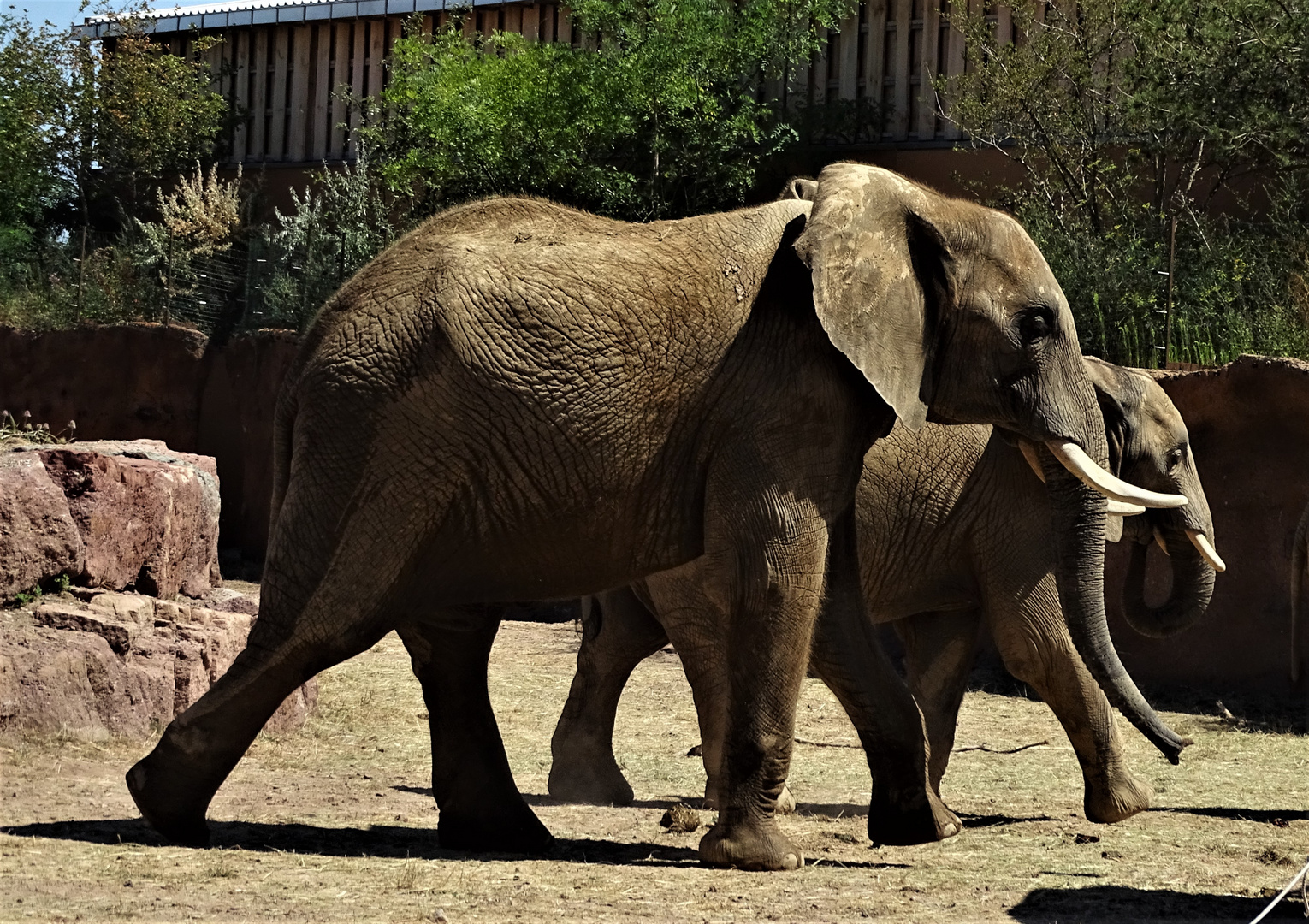 Junge Elefanten