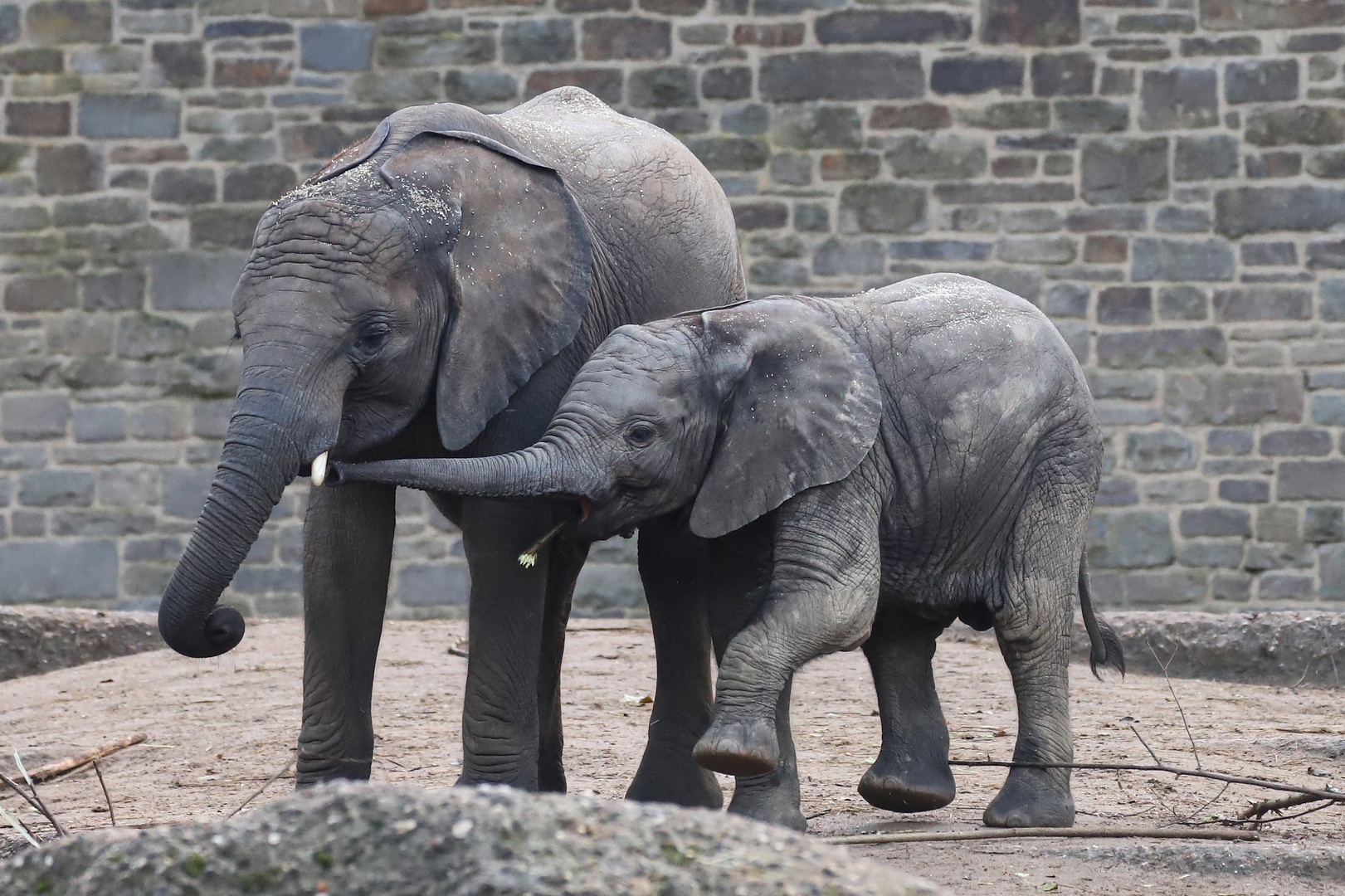 Junge Elefanten im Zoo (2019_12_05_7664_ji)