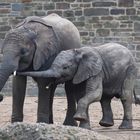 Junge Elefanten im Zoo (2019_12_05_7664_ji)