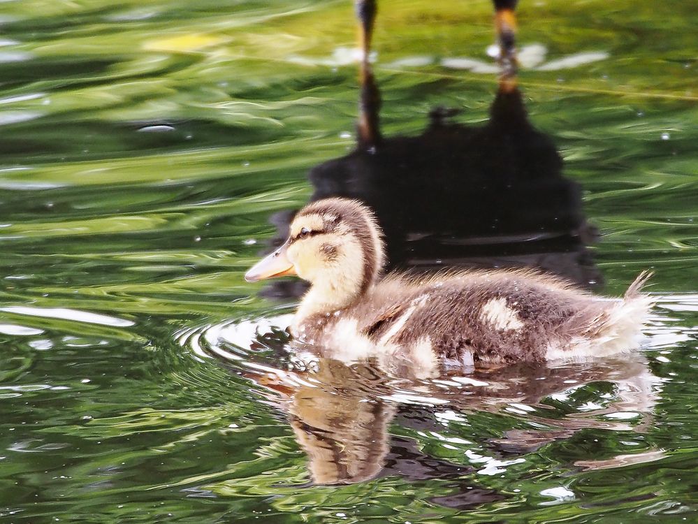 Junge Ente Foto &amp; Bild | tiere, natur, vögel Bilder auf fotocommunity