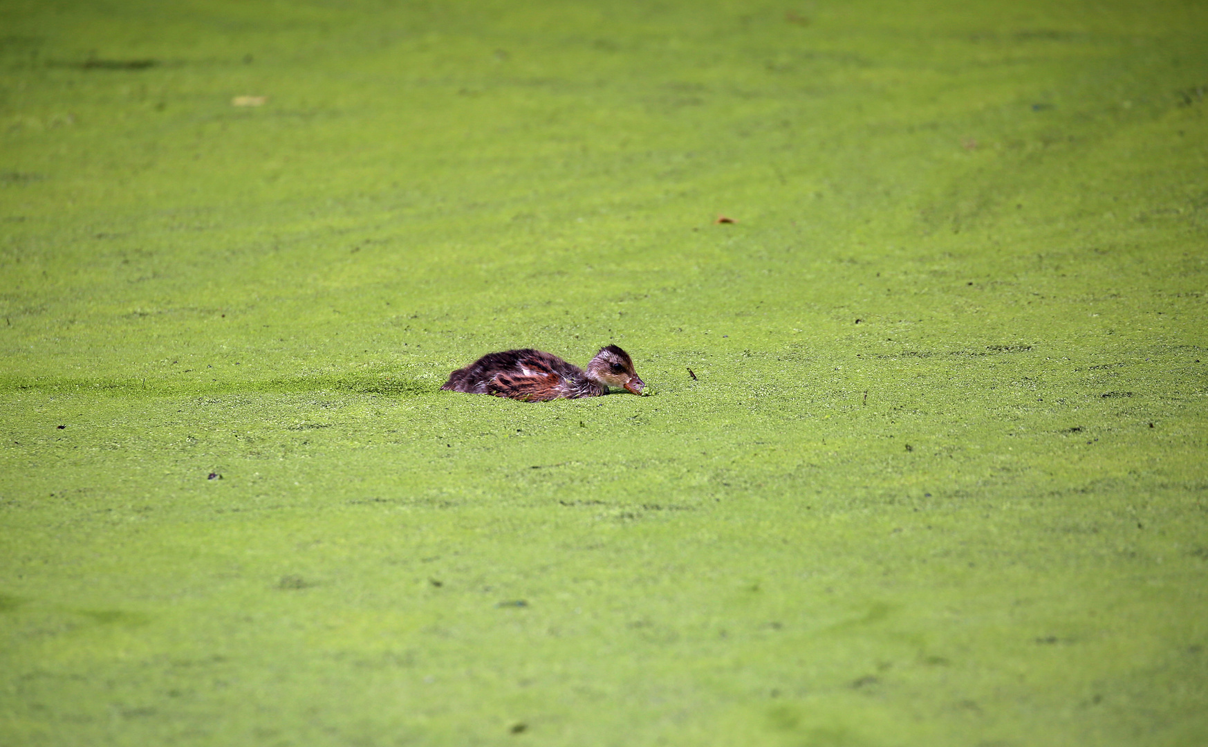 junge Ente allein auf Achse Foto &amp; Bild | natur, tiere, vögel Bilder ...