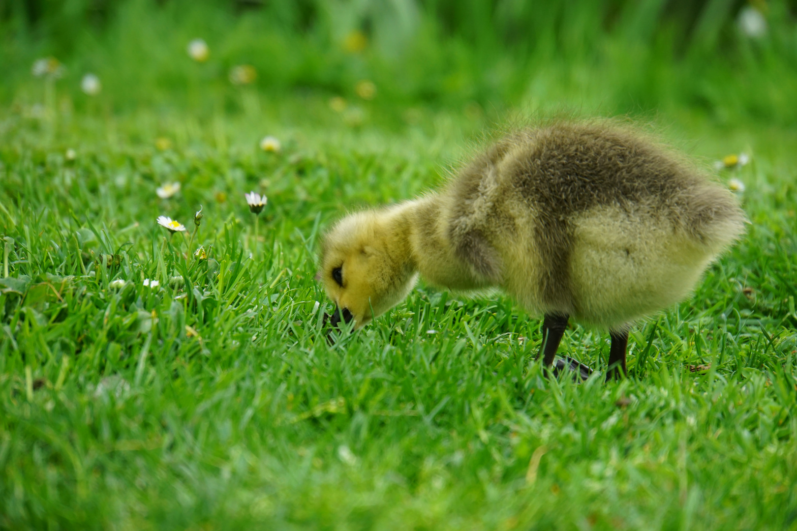 junge Ente bei Futtersuche