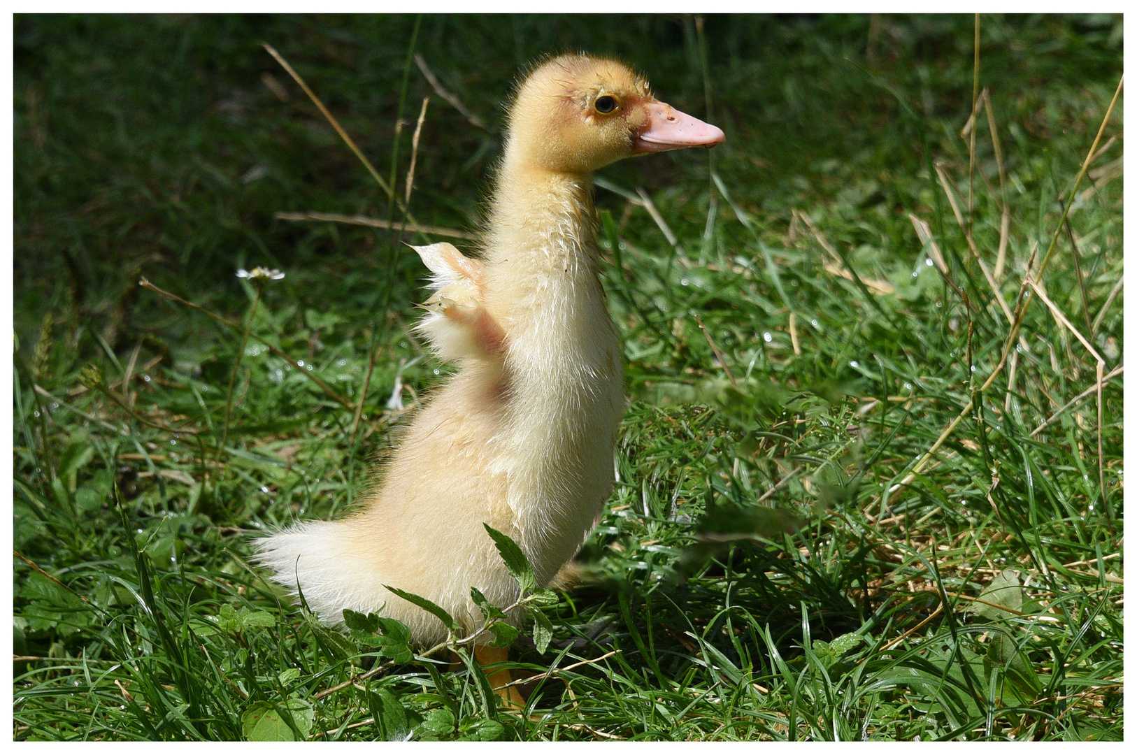 Junge Ente nach dem Bad