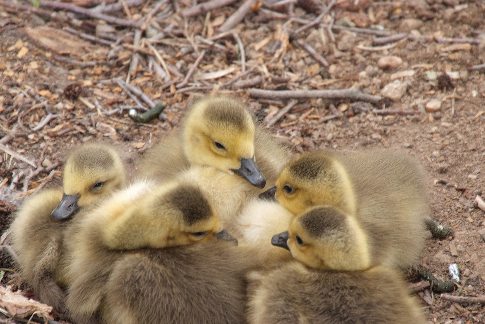 junge Enten