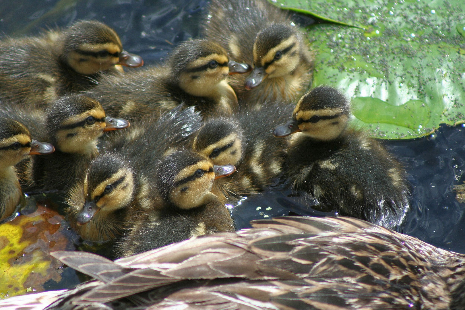 Junge Ente Mit Kresse — Rezepte Suchen