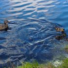 Junge Entenfamilie im Fichtelsee