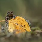 Junge Erdkröte