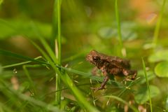 Junge Erdkröte - Bufo bufo