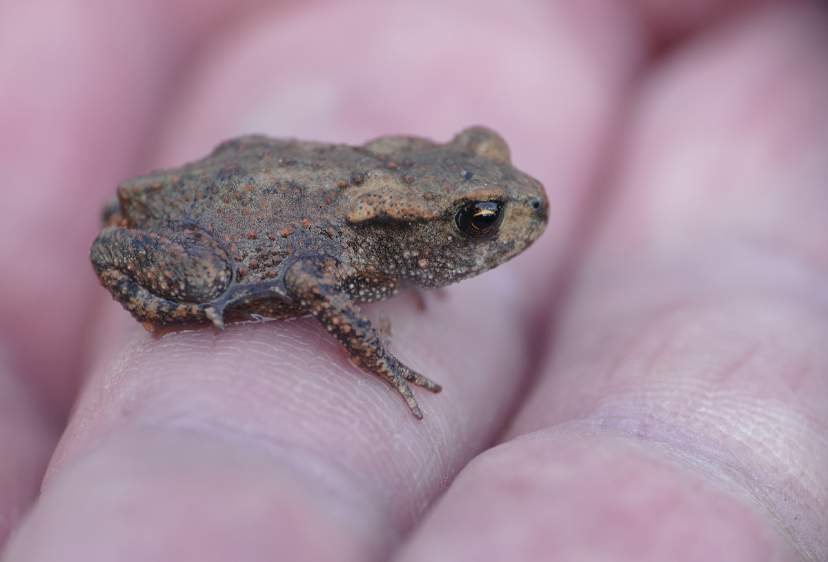  Junge Erdkröte (Bufo bufo)