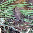 Junge Erdkröte (Bufo bufo) im heimischen Garten