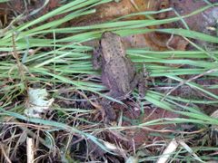 Junge Erdkröte (Bufo bufo) im heimischen Garten