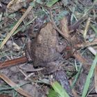 Junge Erdkröte (Bufo bufo) im heimischen Garten