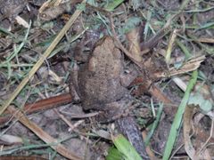 Junge Erdkröte (Bufo bufo) im heimischen Garten