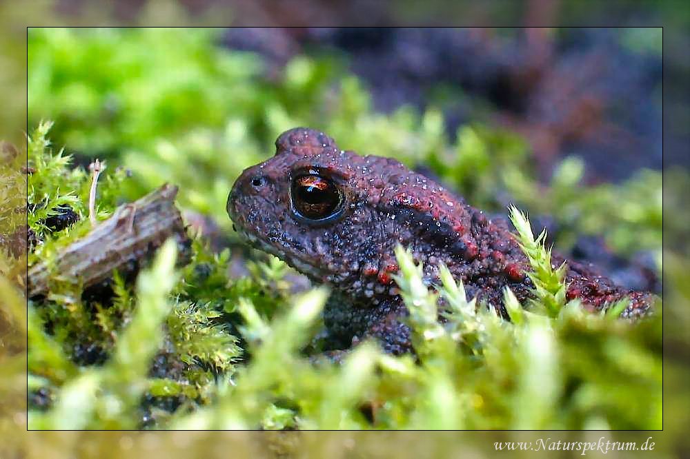 Junge Erdkröte (Bufo bufo) im Seidenmoos