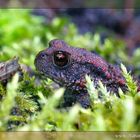 Junge Erdkröte (Bufo bufo) im Seidenmoos