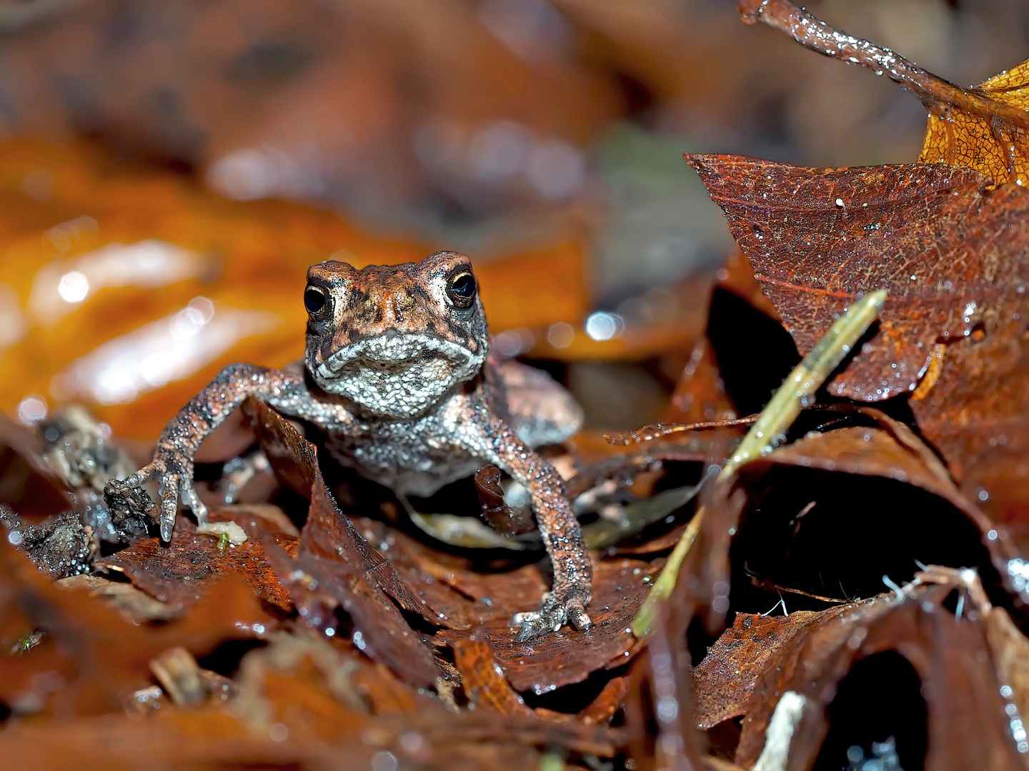 Junge Erdkröte (Bufo bufo) tief im Wald ...