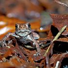 Junge Erdkröte (Bufo bufo) tief im Wald ...