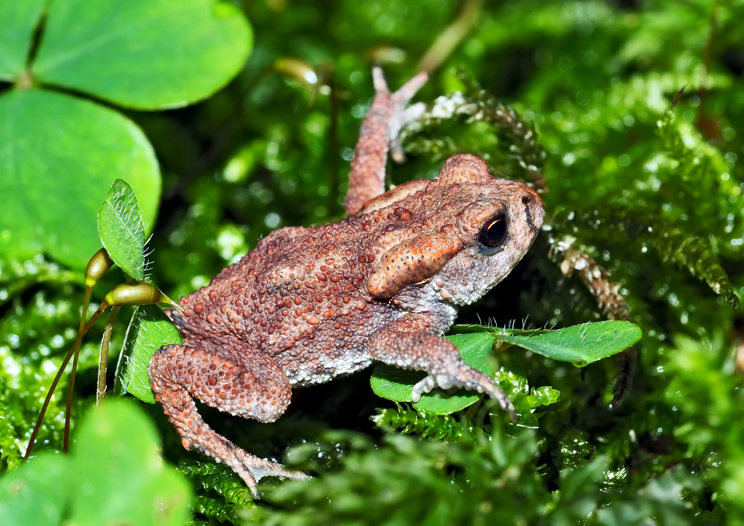 Junge Erdkröte im tiefen Wald (Bufo bufo) - Jeune crapaud dans la forêt!