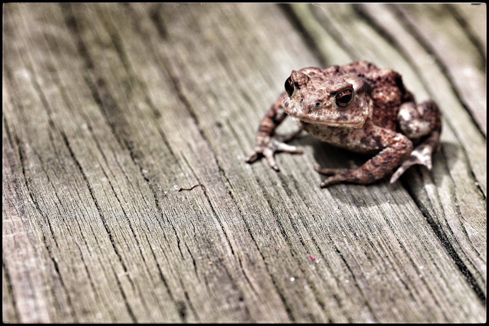 Junge Erkroete - Juvenile Common Toad 01