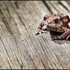 Junge Erkroete - Juvenile Common Toad 01