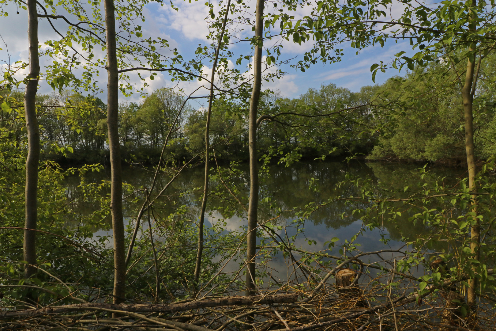 Junge Erlen am Teich