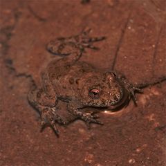 Junge, etwa 2 cm lange Gelbbauchunke (Bombina variegata)