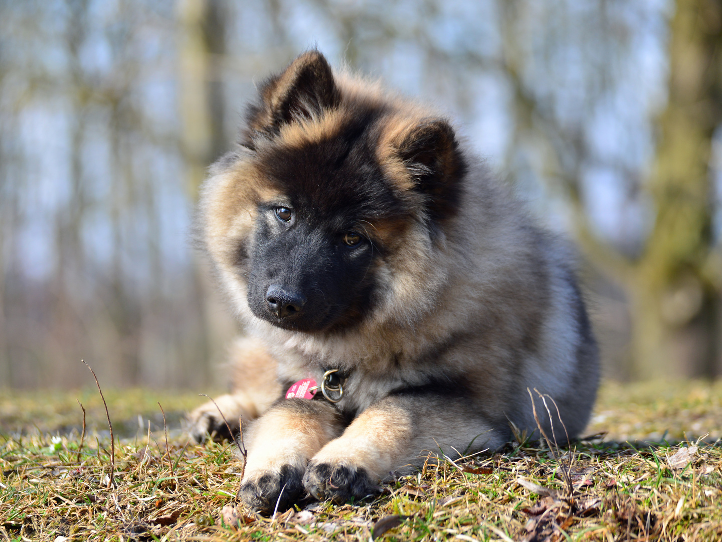 Junge Eurasier-Hündin