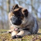 Junge Eurasier-Hündin