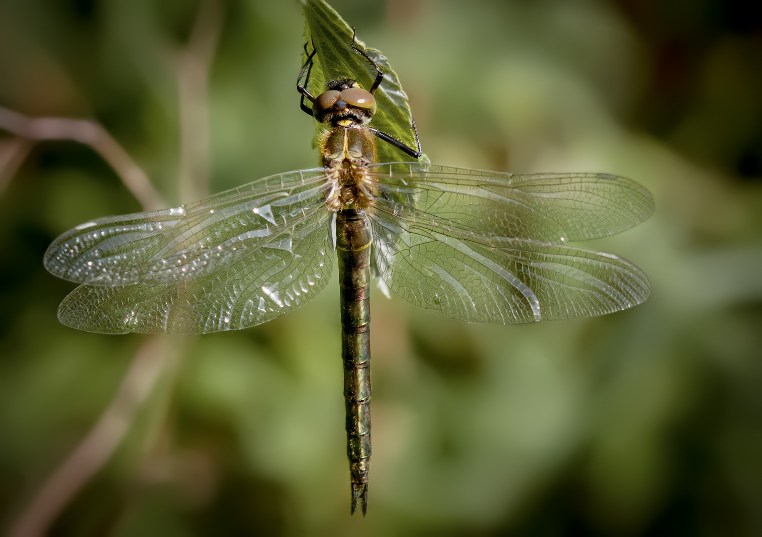 junge falkenlibelle