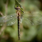 junge falkenlibelle