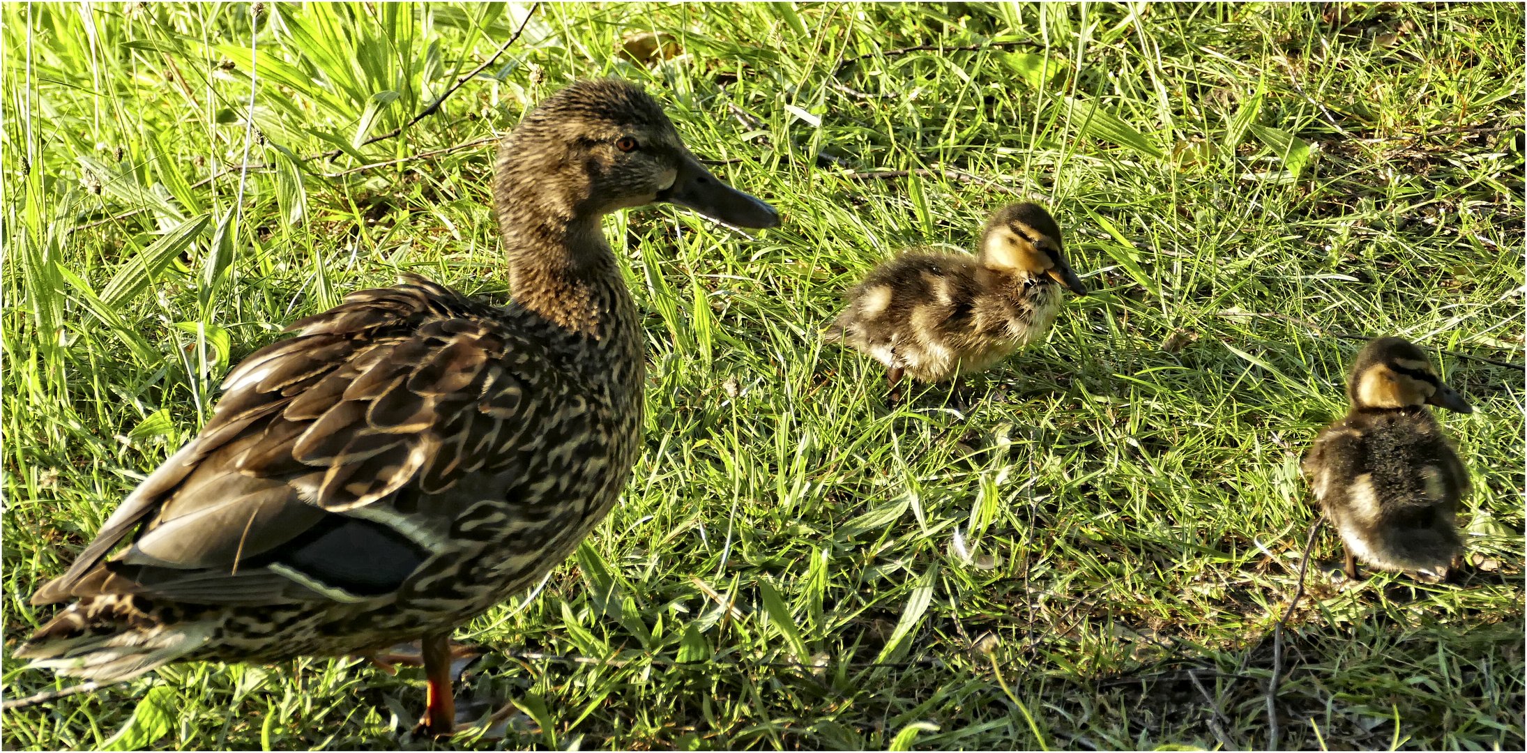 JUNGE FAMILIE