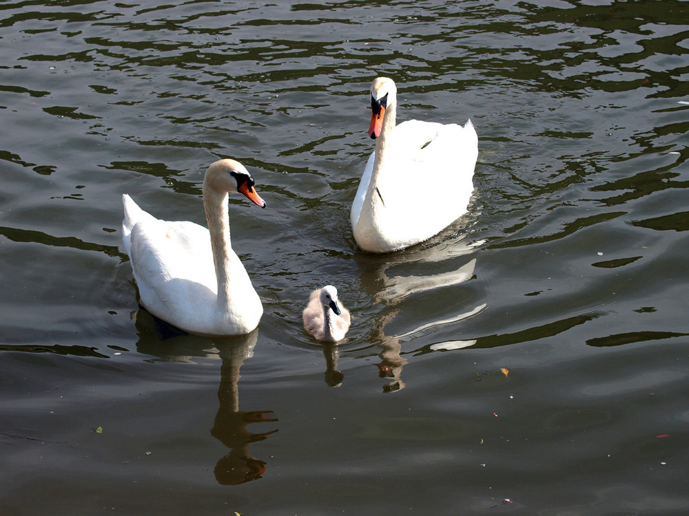 junge Familie