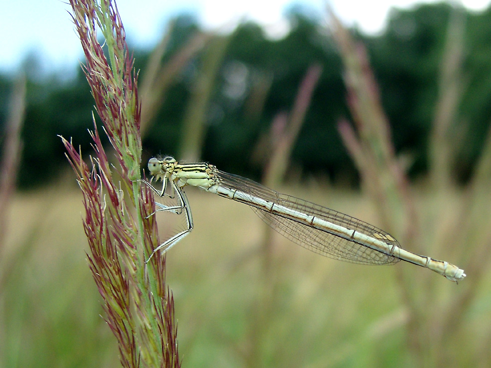 Junge Federlibelle Platycnemis pennipes