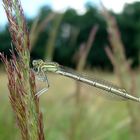 Junge Federlibelle Platycnemis pennipes