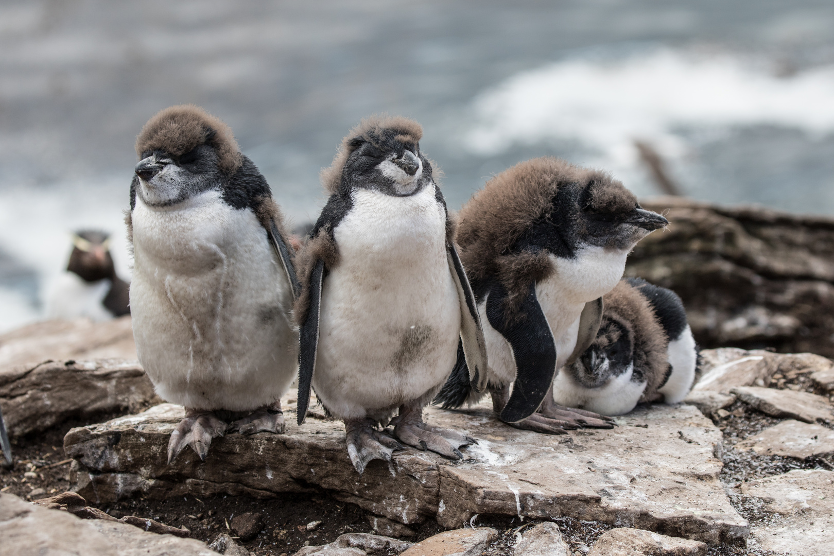 Junge Felsenpinguine