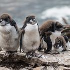 Junge Felsenpinguine