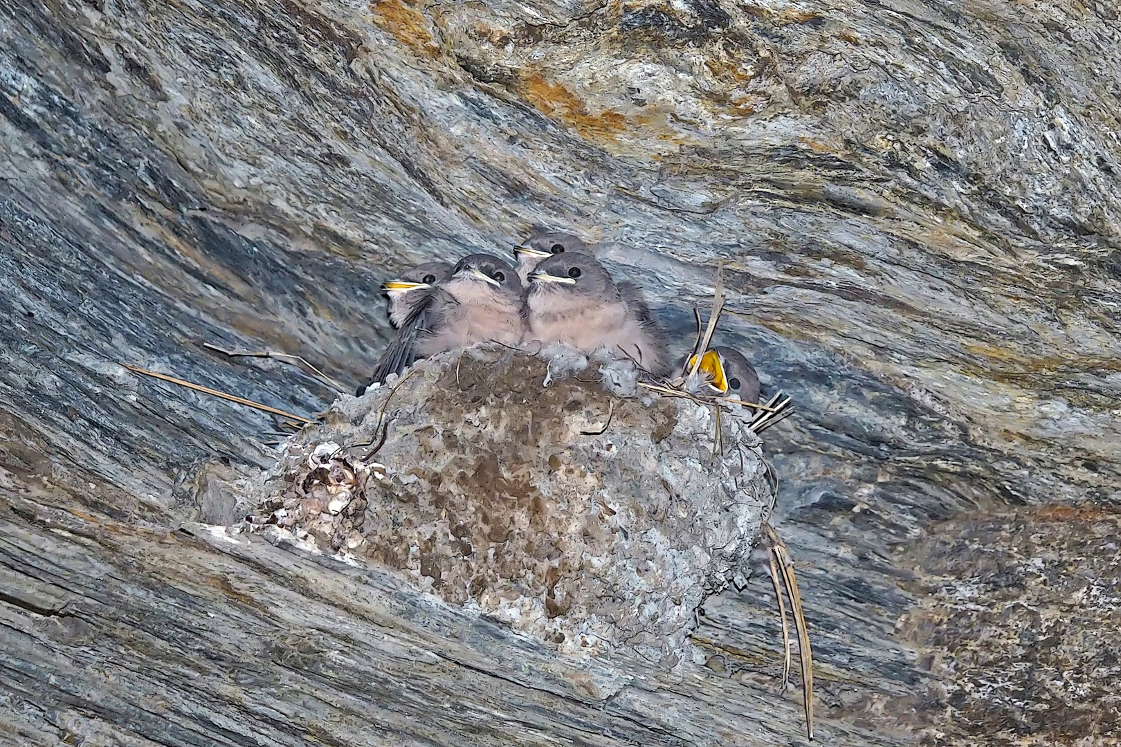 Junge Felsenschwalben (Ptyonoprogne rupestris) - Hirondelles de rochers.