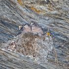 Junge Felsenschwalben (Ptyonoprogne rupestris) - Hirondelles de rochers.