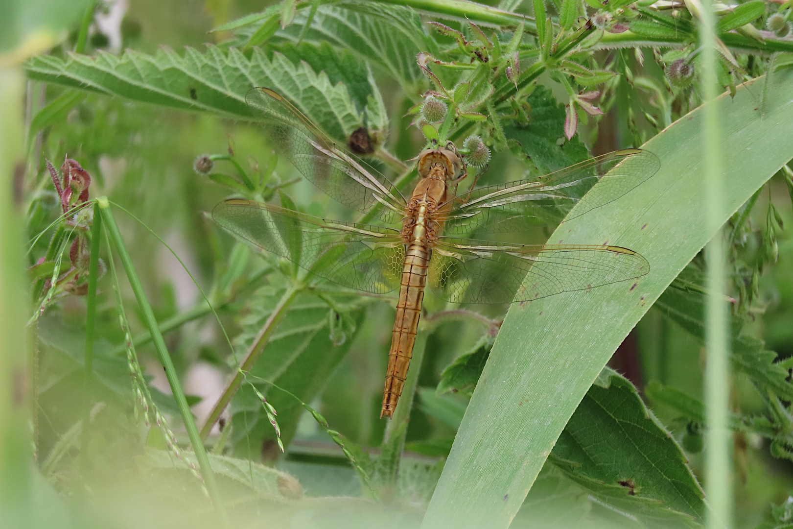 Junge Feuerlibelle (Crocothemis erythraea)