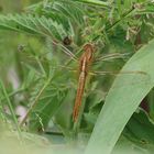 Junge Feuerlibelle (Crocothemis erythraea)