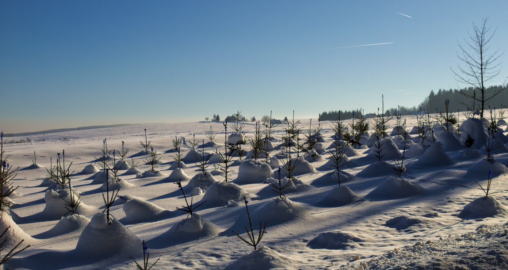 Junge Fichten im Schnee