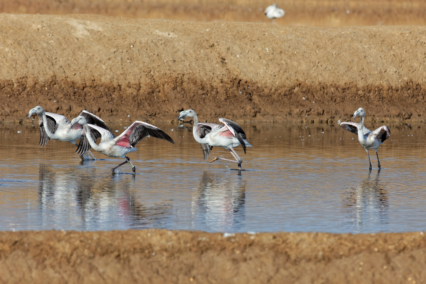 Junge Flamingos