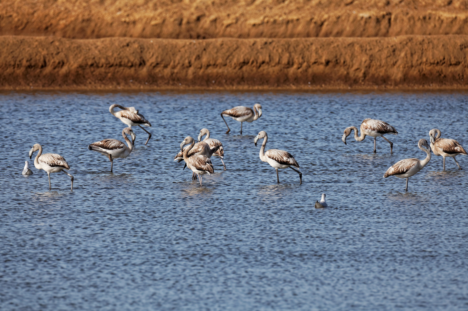 Junge Flamingos